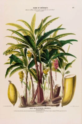 Banana tree Flore d'Amérique (1843-1846)