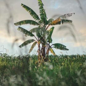banana trees on a grassy field
