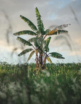banana trees on a grassy field